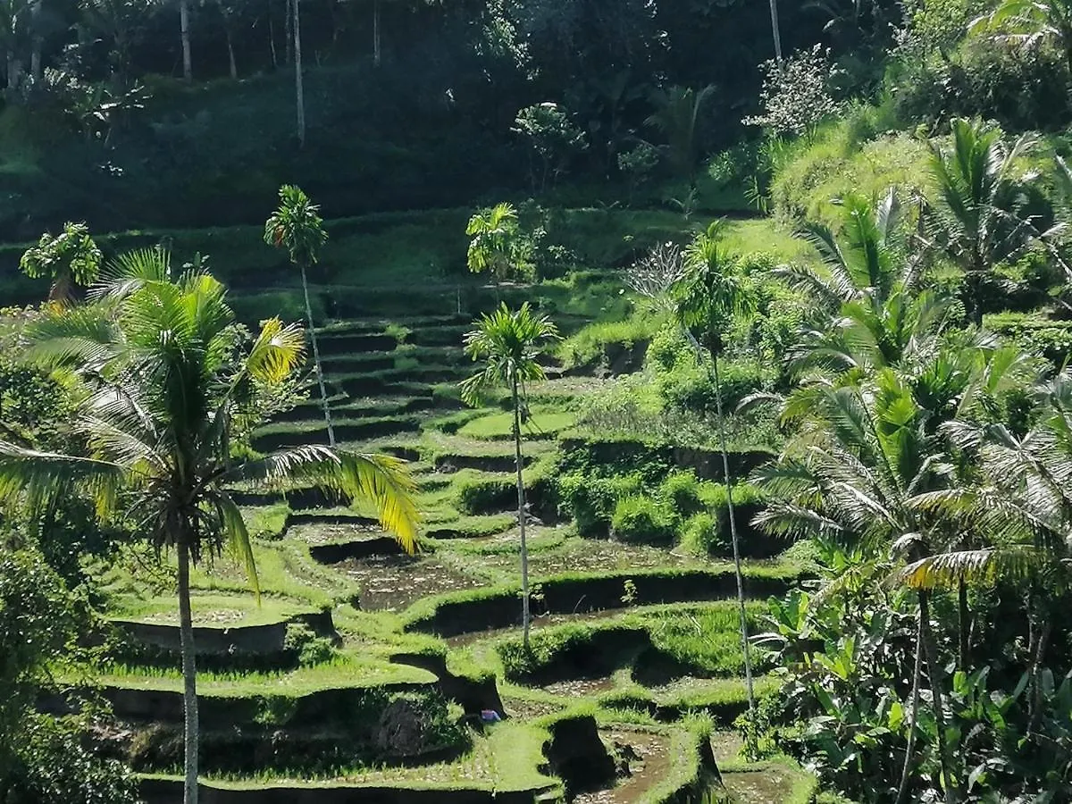 Villa Mon Reve Ubud  0*, Ubud (Bali)